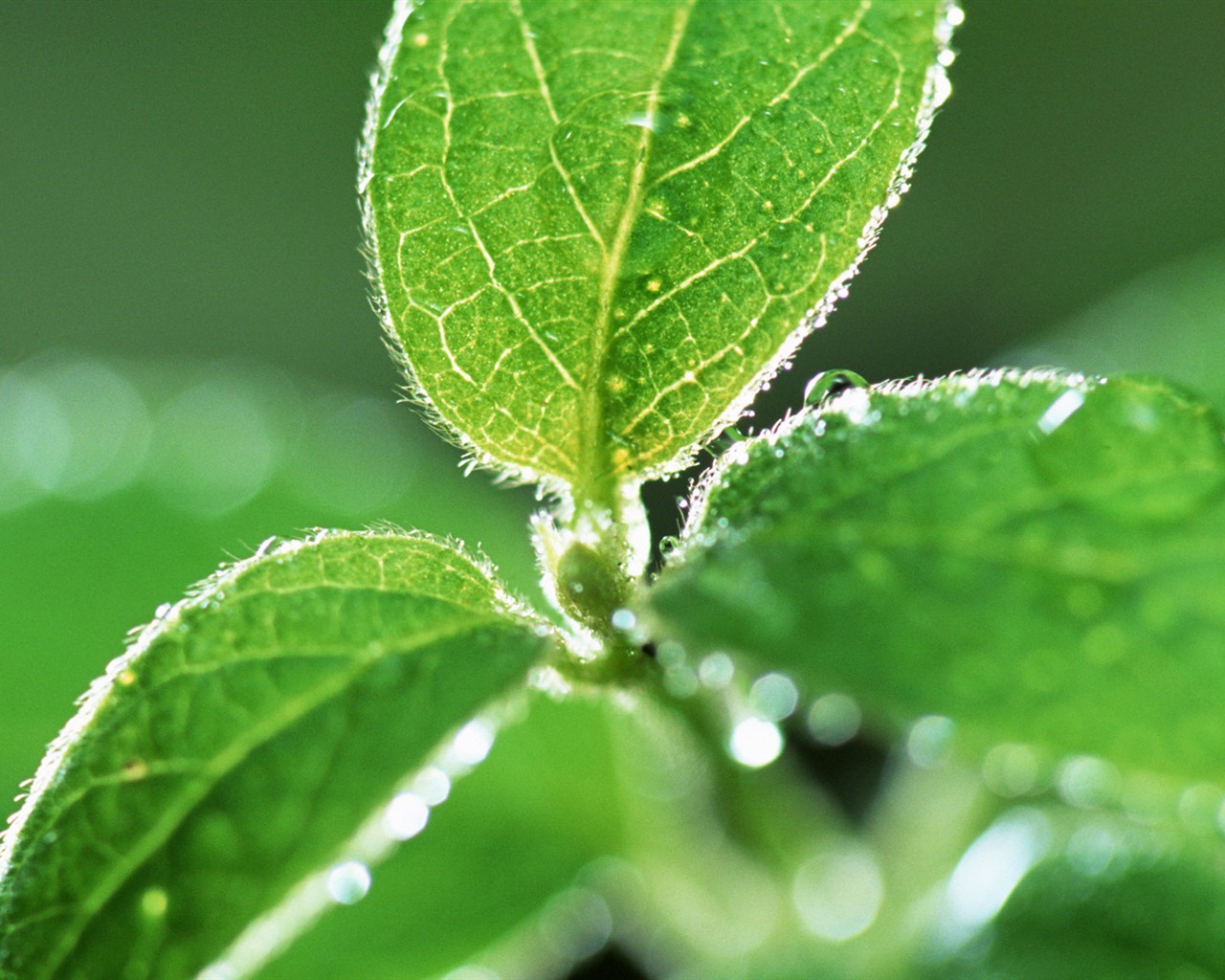 Green leaf with water droplets HD wallpapers #1 - 1280x1024