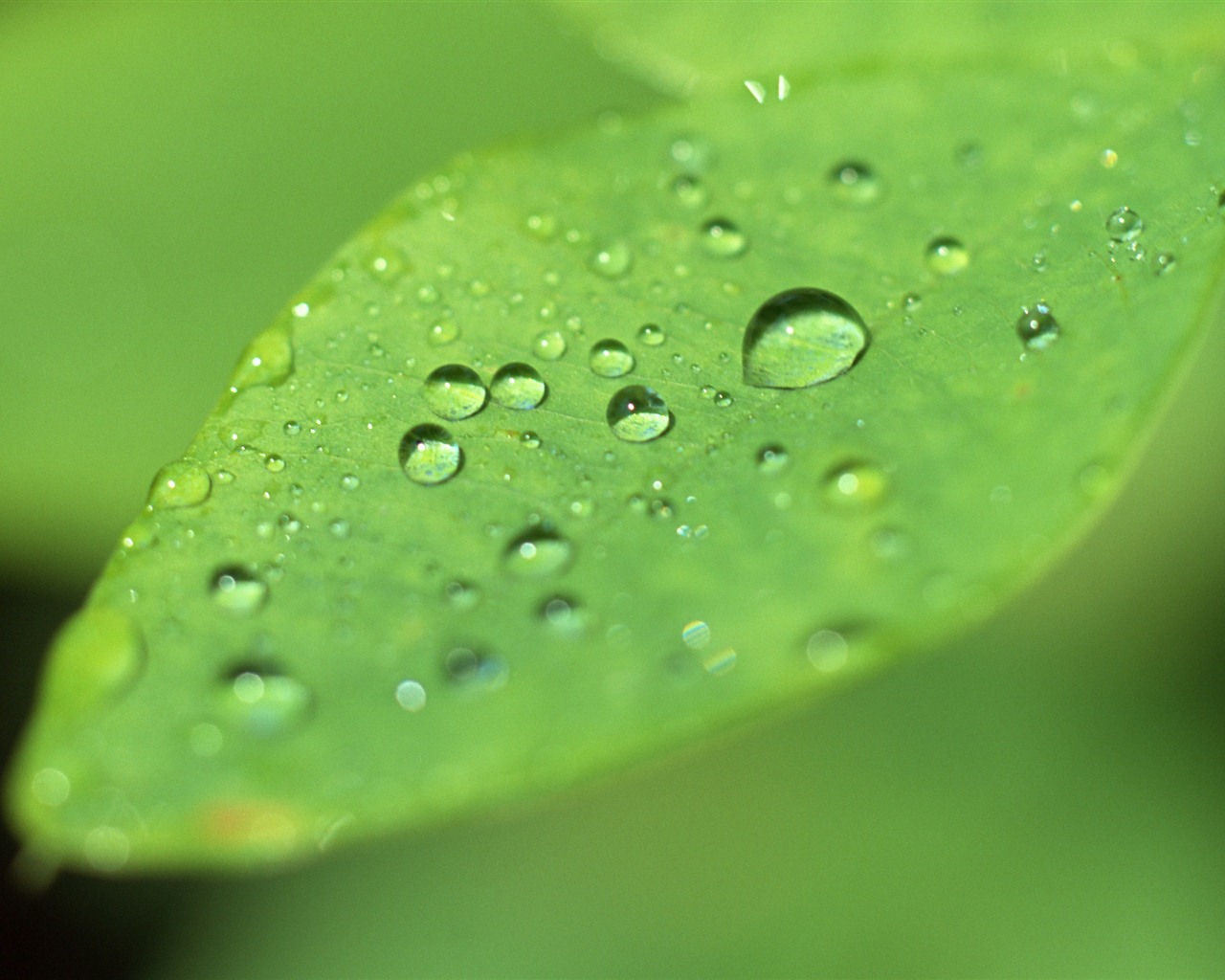 Green leaf with water droplets HD wallpapers #2 - 1280x1024