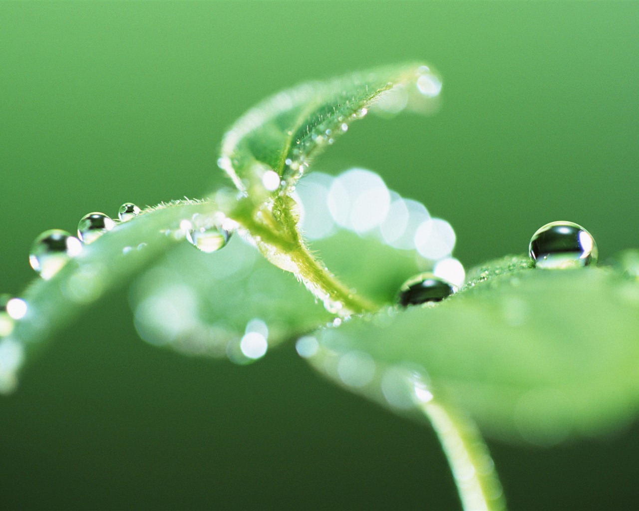 Feuille verte avec des papiers peints de l'eau des gouttelettes HD #3 - 1280x1024