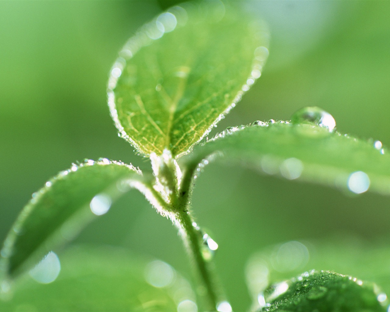 Green leaf with water droplets HD wallpapers #4 - 1280x1024