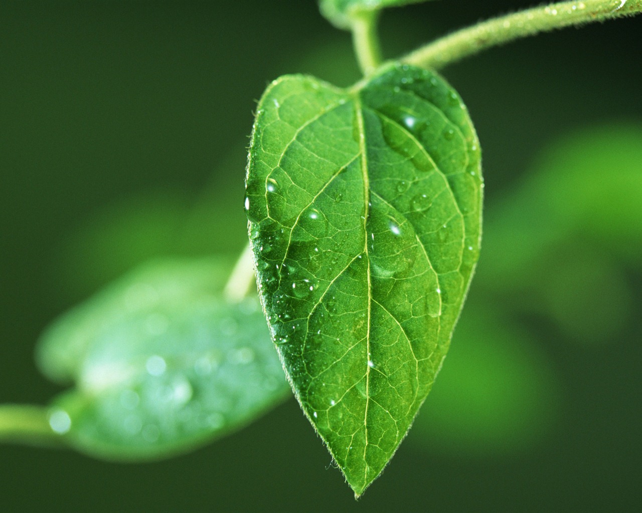 Green leaf with water droplets HD wallpapers #5 - 1280x1024