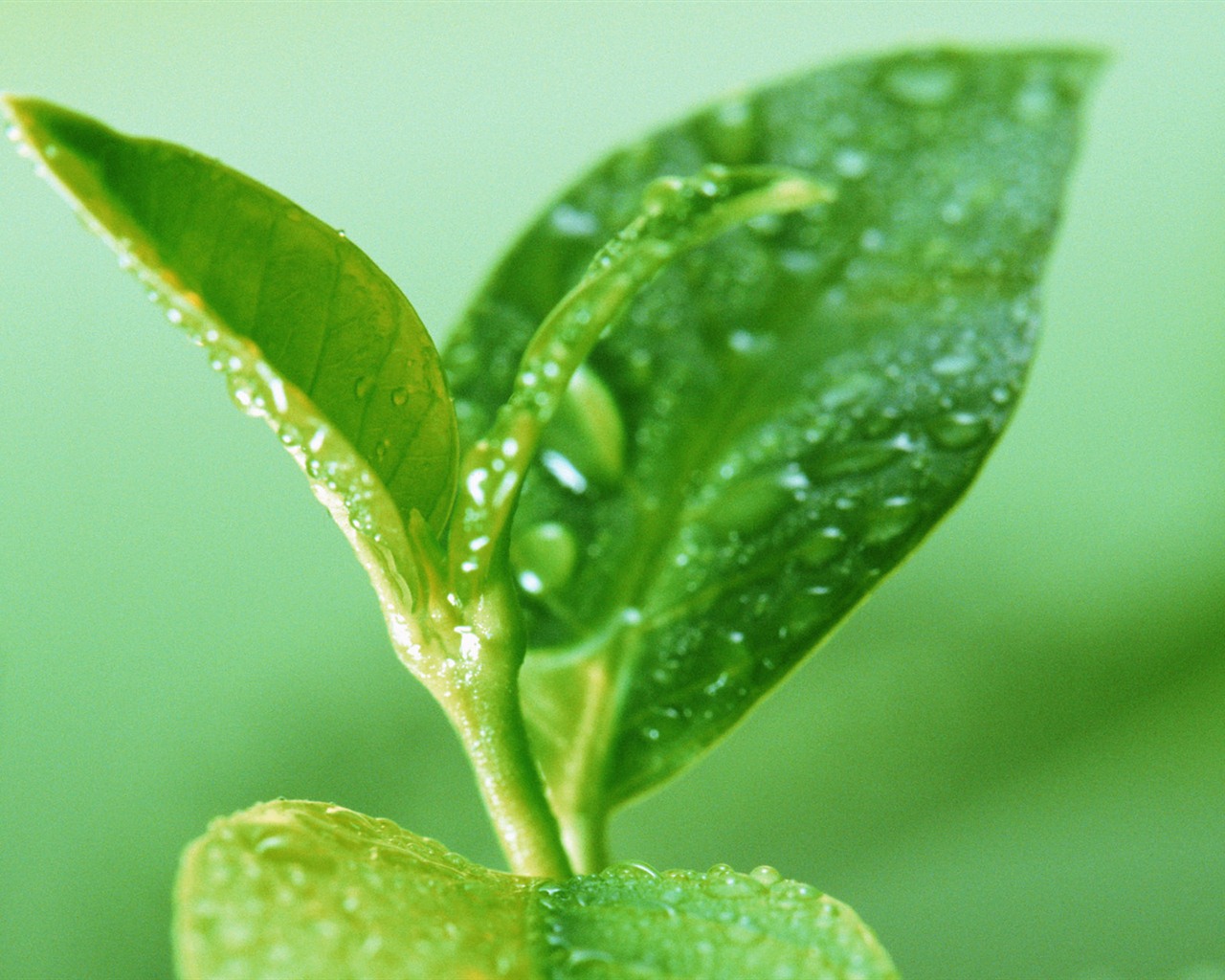 Green leaf with water droplets HD wallpapers #7 - 1280x1024