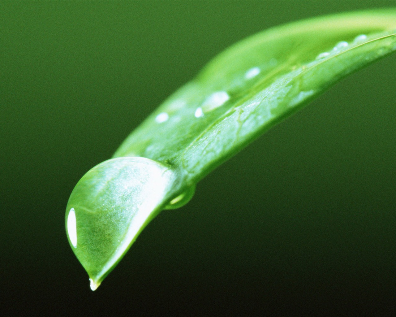 Green leaf with water droplets HD wallpapers #8 - 1280x1024