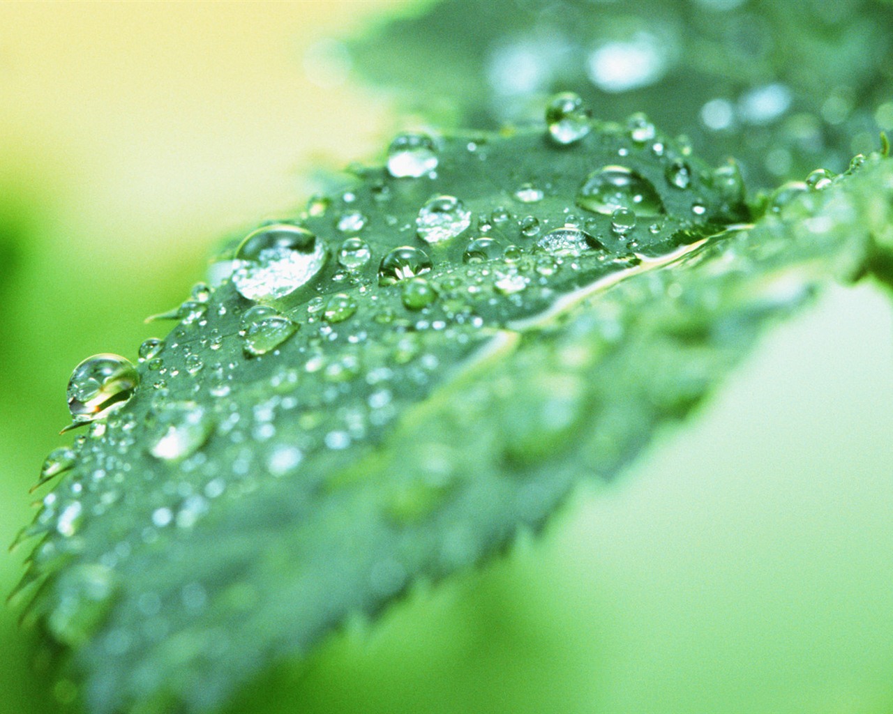 Green leaf with water droplets HD wallpapers #9 - 1280x1024
