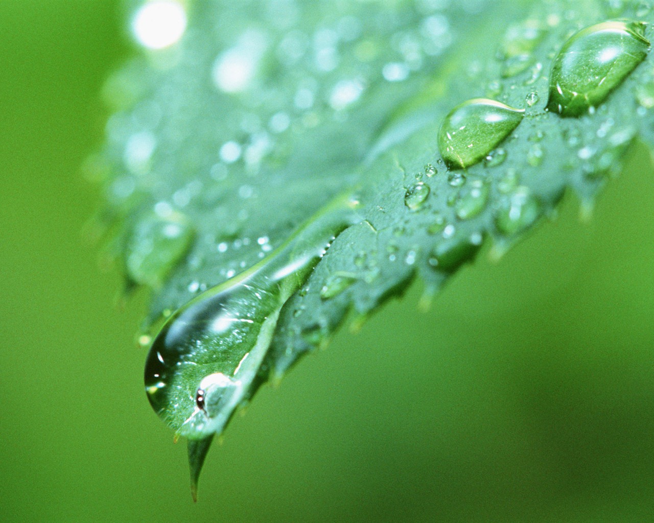 Green leaf with water droplets HD wallpapers #10 - 1280x1024