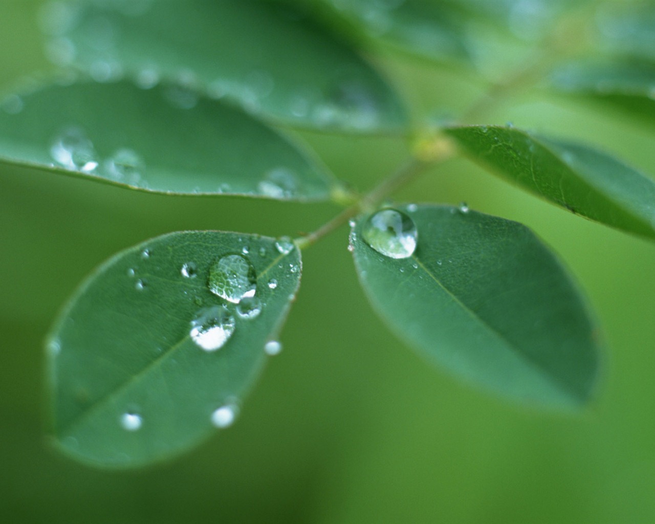 Green leaf with water droplets HD wallpapers #12 - 1280x1024