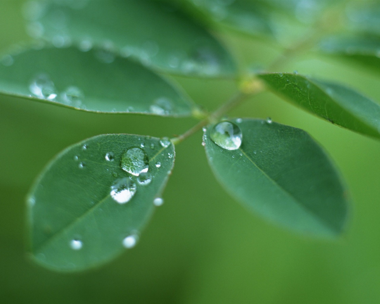 Hoja verde con las gotas de agua Fondos de alta definición #12 - 1280x1024