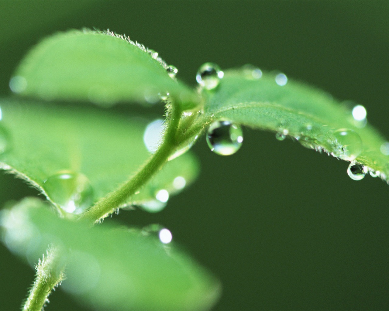 Green leaf with water droplets HD wallpapers #13 - 1280x1024