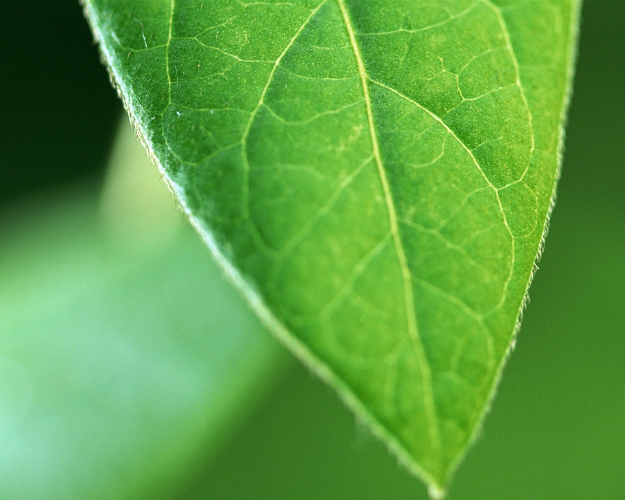 Green leaf with water droplets HD wallpapers #14 - 1280x1024