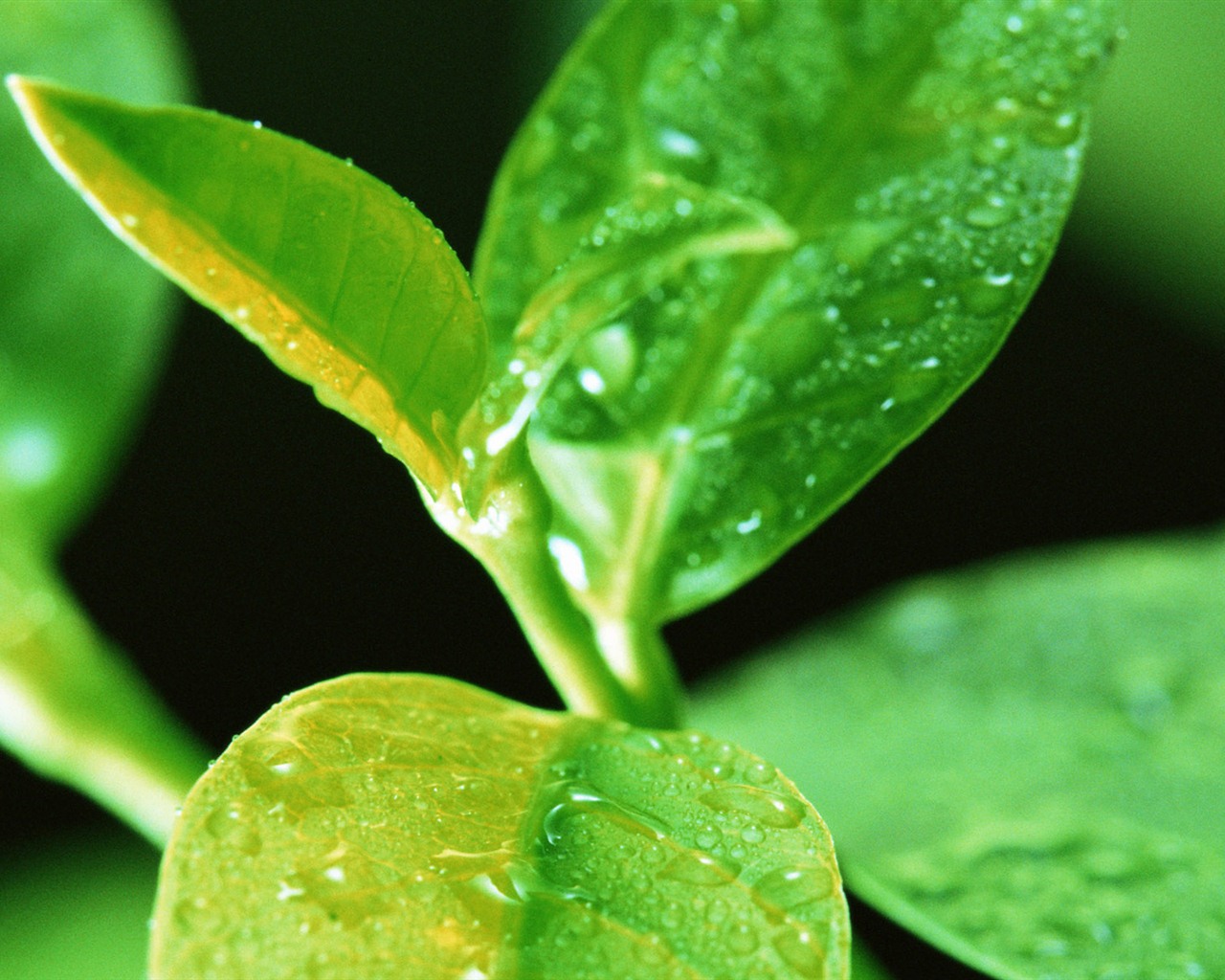 Green leaf with water droplets HD wallpapers #15 - 1280x1024