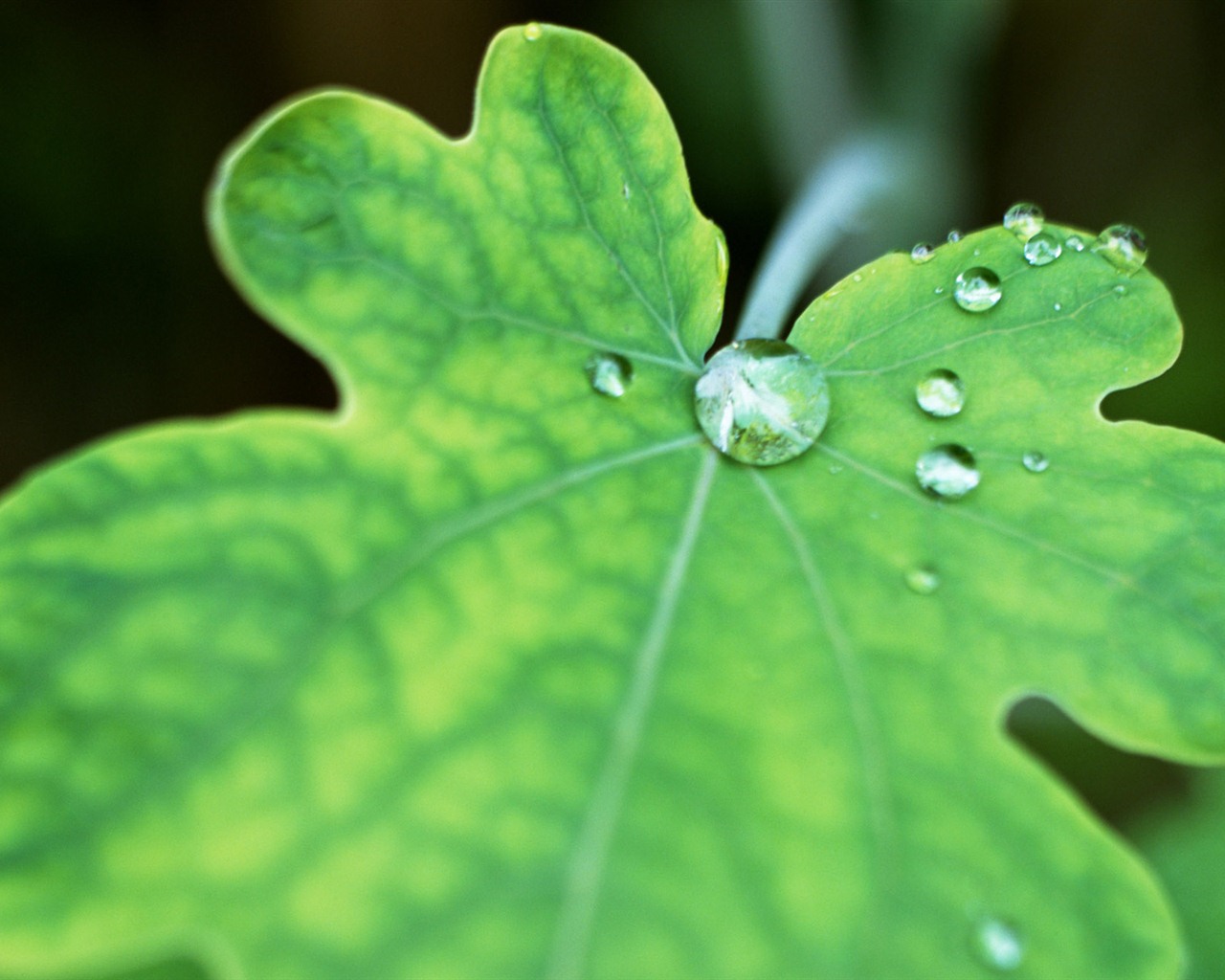 Green leaf with water droplets HD wallpapers #16 - 1280x1024