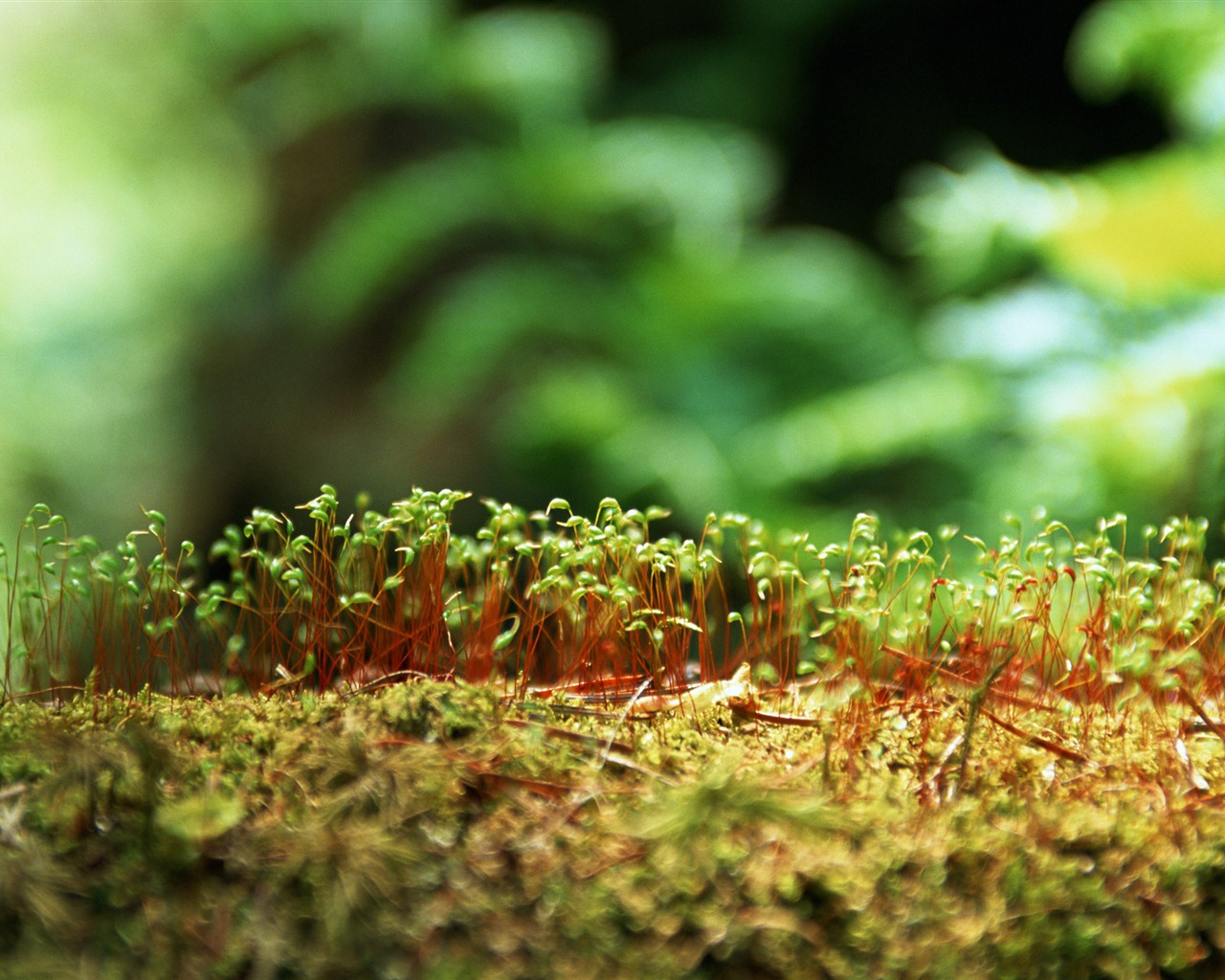 The fresh green shoots close-up wallpaper #11 - 1280x1024