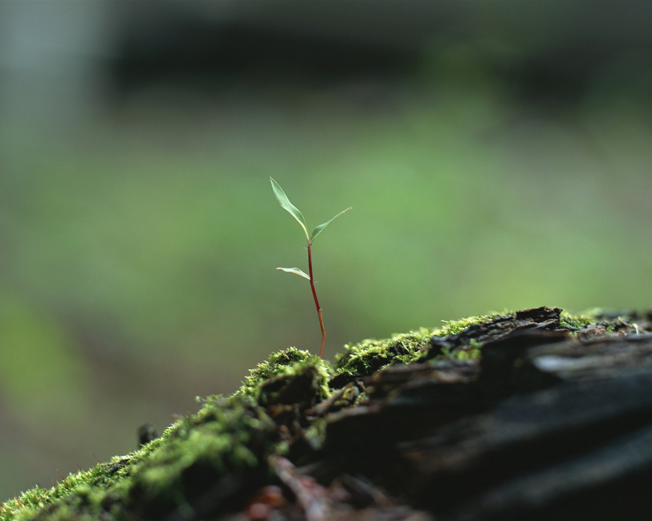 The fresh green shoots close-up wallpaper #13 - 1280x1024