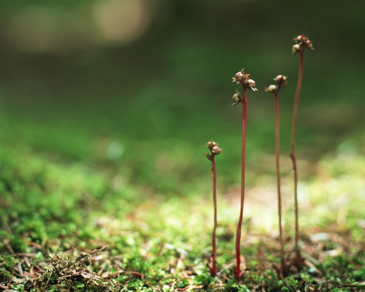 The fresh green shoots close-up wallpaper #14 - 1280x1024