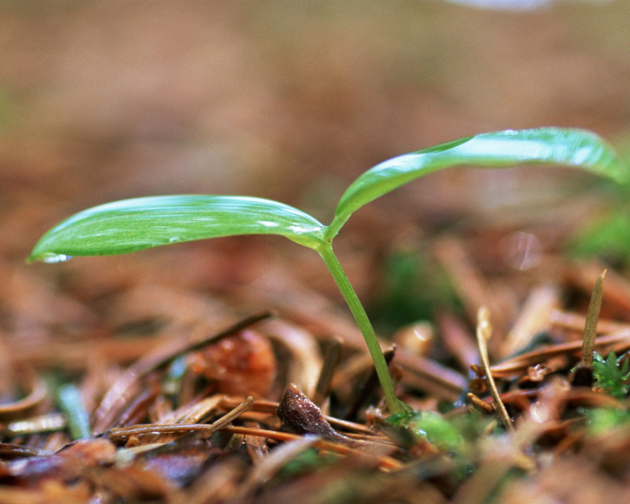 The fresh green shoots close-up wallpaper #18 - 1280x1024