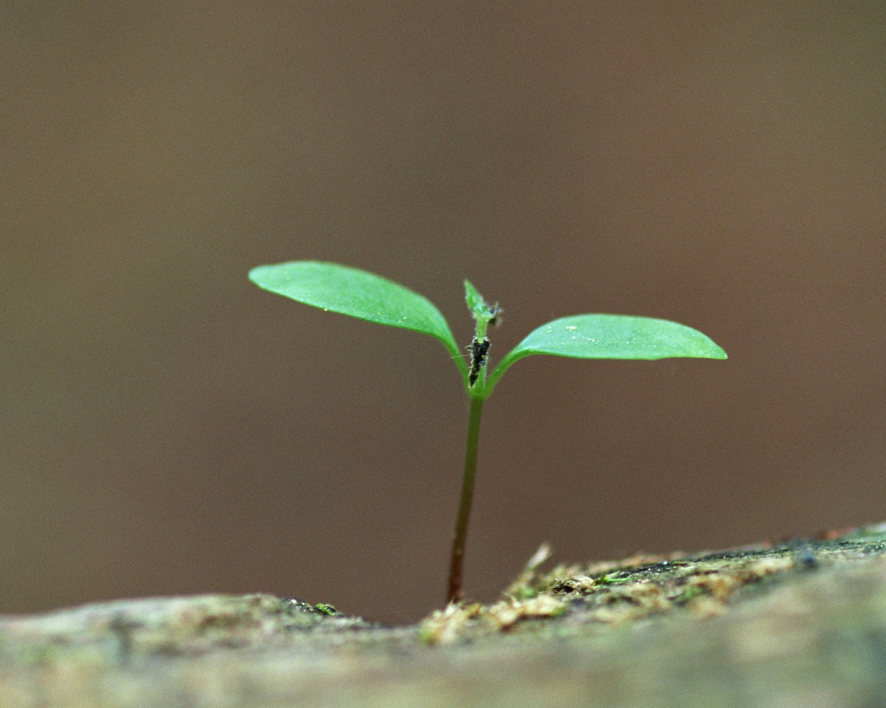 The fresh green shoots close-up wallpaper #19 - 1280x1024