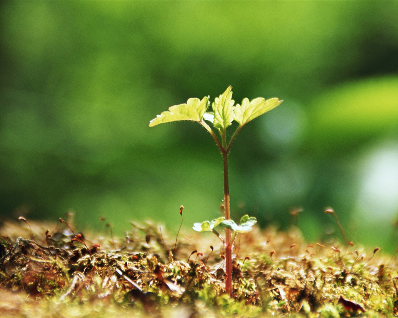 The fresh green shoots close-up wallpaper #20 - 1280x1024