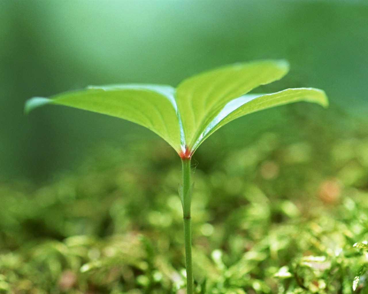 The fresh green shoots close-up wallpaper #21 - 1280x1024