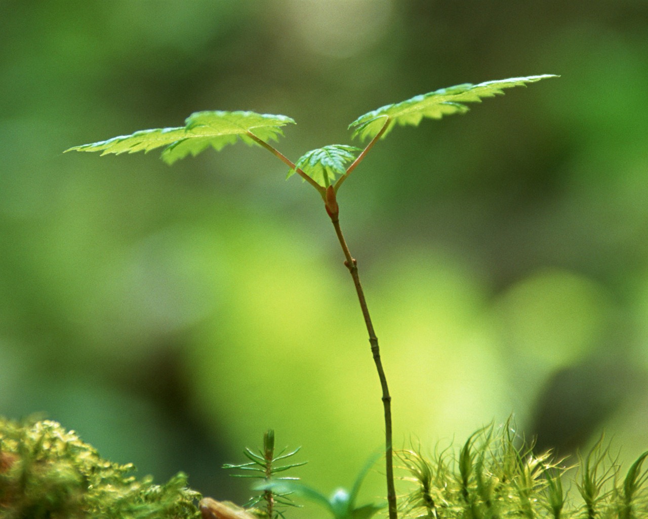 The fresh green shoots close-up wallpaper #22 - 1280x1024