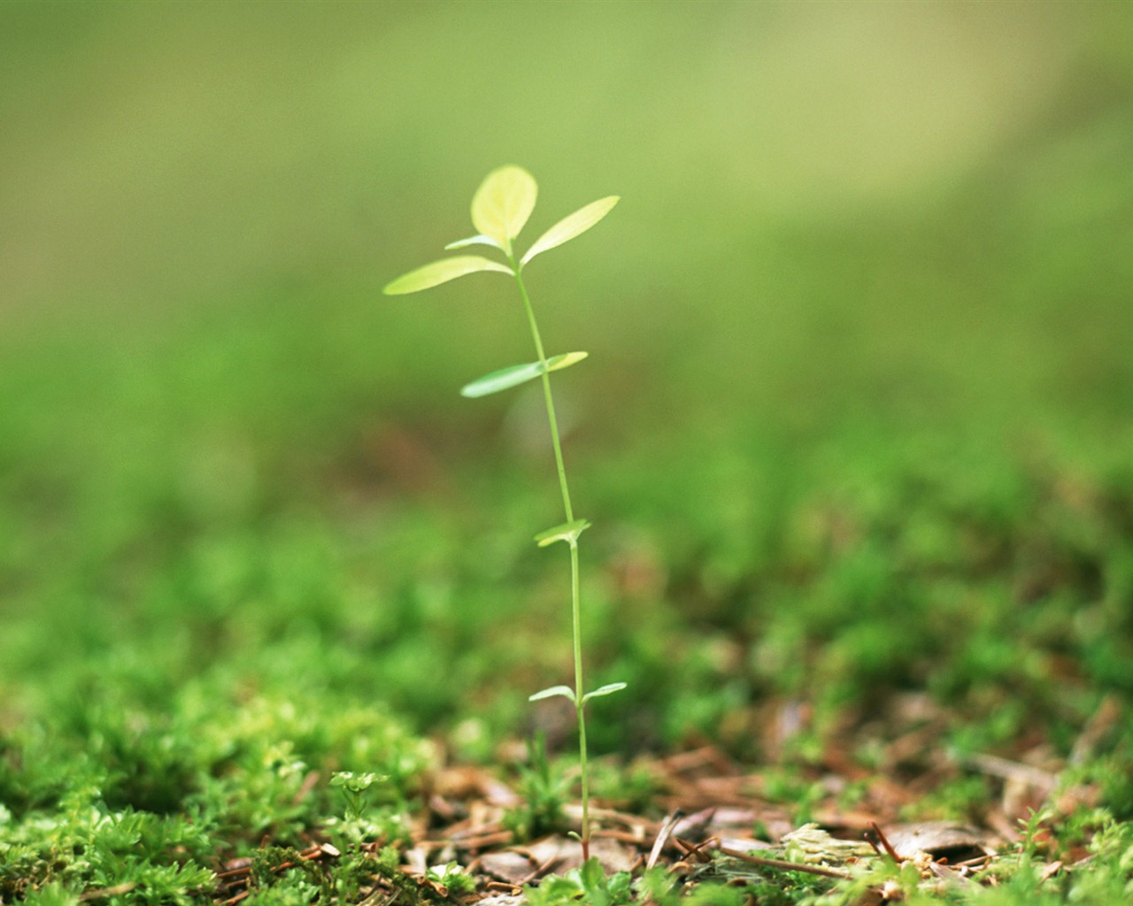 The fresh green shoots close-up wallpaper #23 - 1280x1024