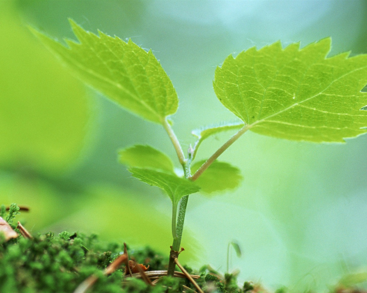 The fresh green shoots close-up wallpaper #24 - 1280x1024