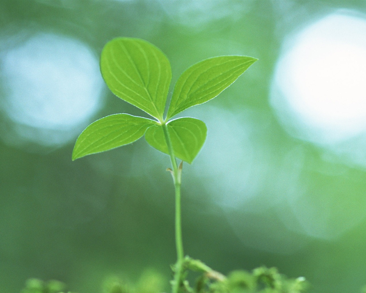 The fresh green shoots close-up wallpaper #25 - 1280x1024