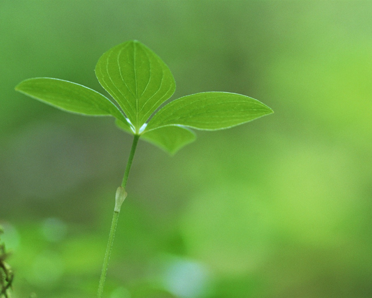 The fresh green shoots close-up wallpaper #27 - 1280x1024