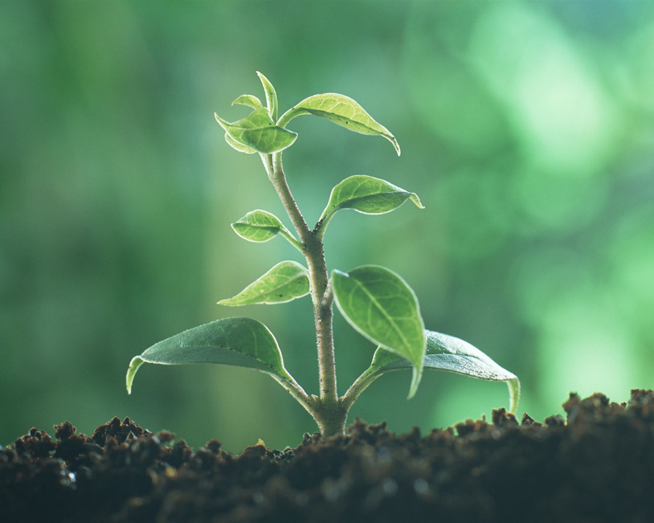 The fresh green shoots close-up wallpaper #28 - 1280x1024