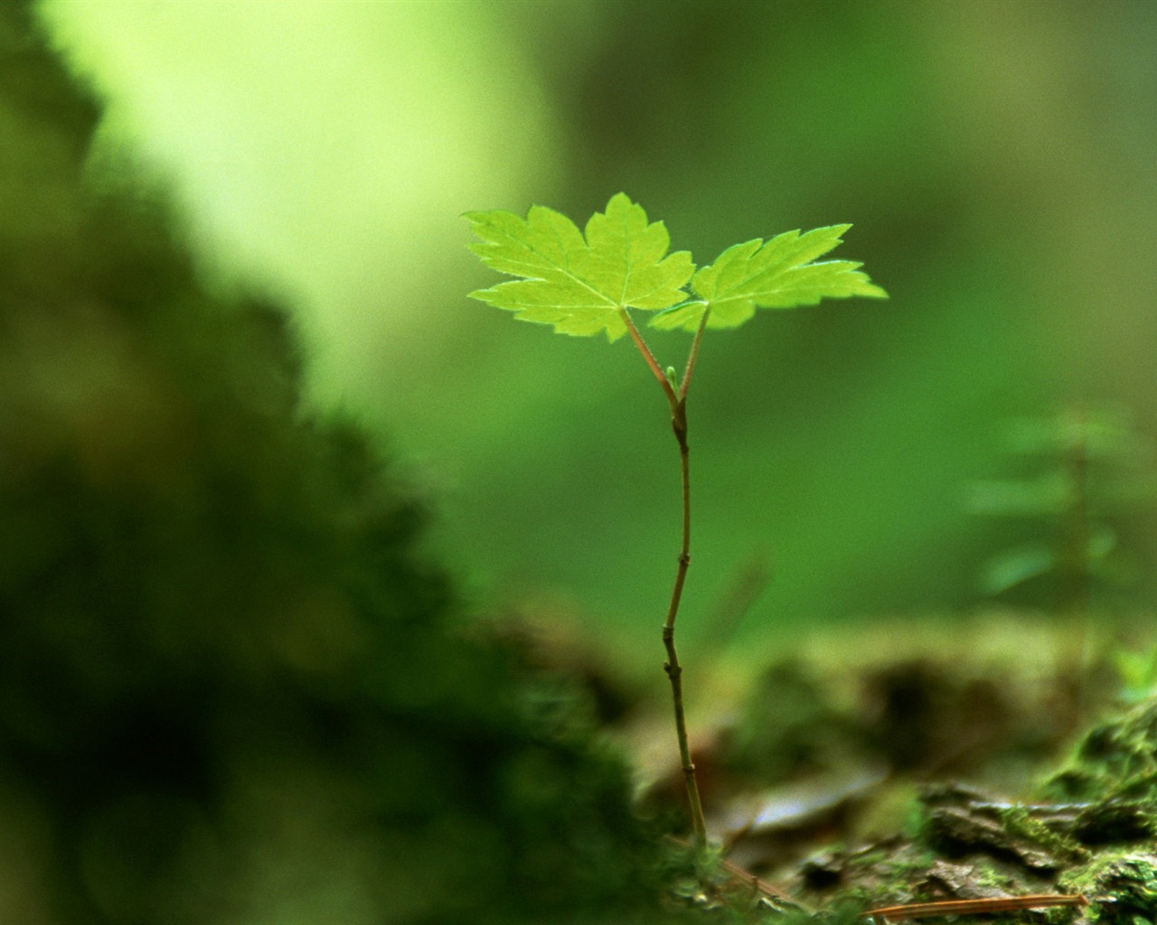 The fresh green shoots close-up wallpaper #29 - 1280x1024