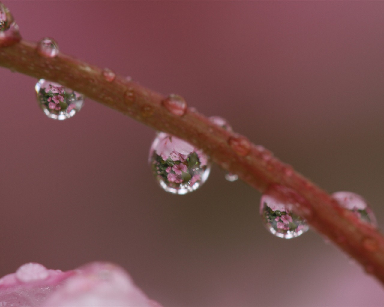 Windows 7 壁紙：花園微距 #2 - 1280x1024