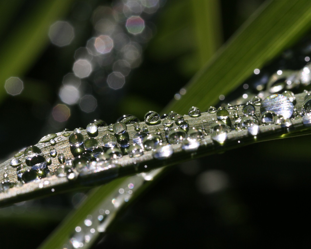 Windows 7 Wallpapers: Garden Macros #6 - 1280x1024