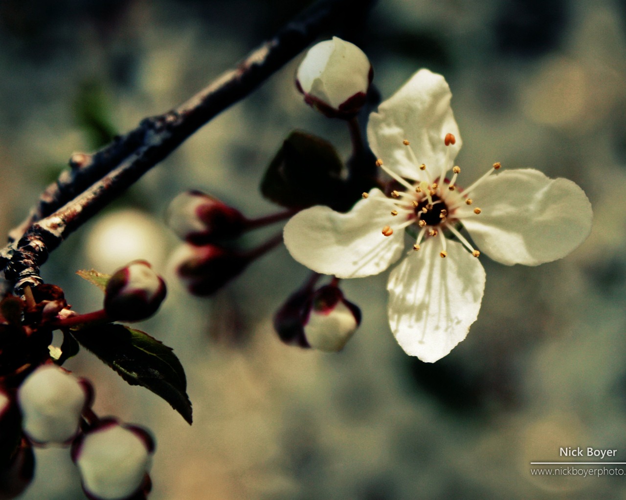 Windows 7 Wallpapers: Garden Seasons #3 - 1280x1024