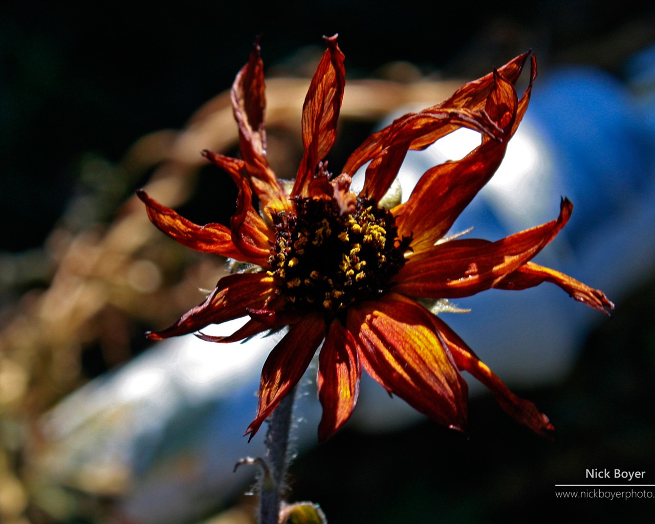 Windows 7 Wallpapers: Garden Seasons #11 - 1280x1024