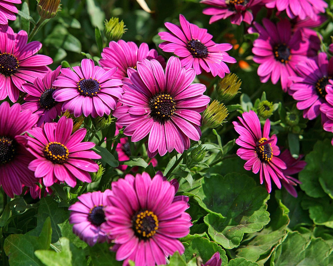 Hermosas flores de caléndula fondos de pantalla #2 - 1280x1024