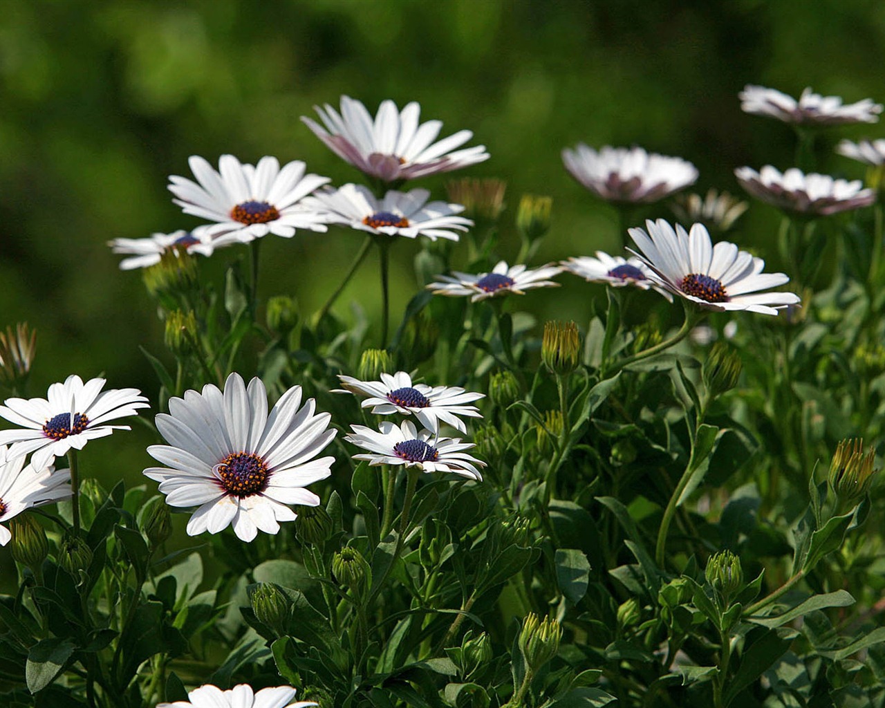 Hermosas flores de caléndula fondos de pantalla #4 - 1280x1024