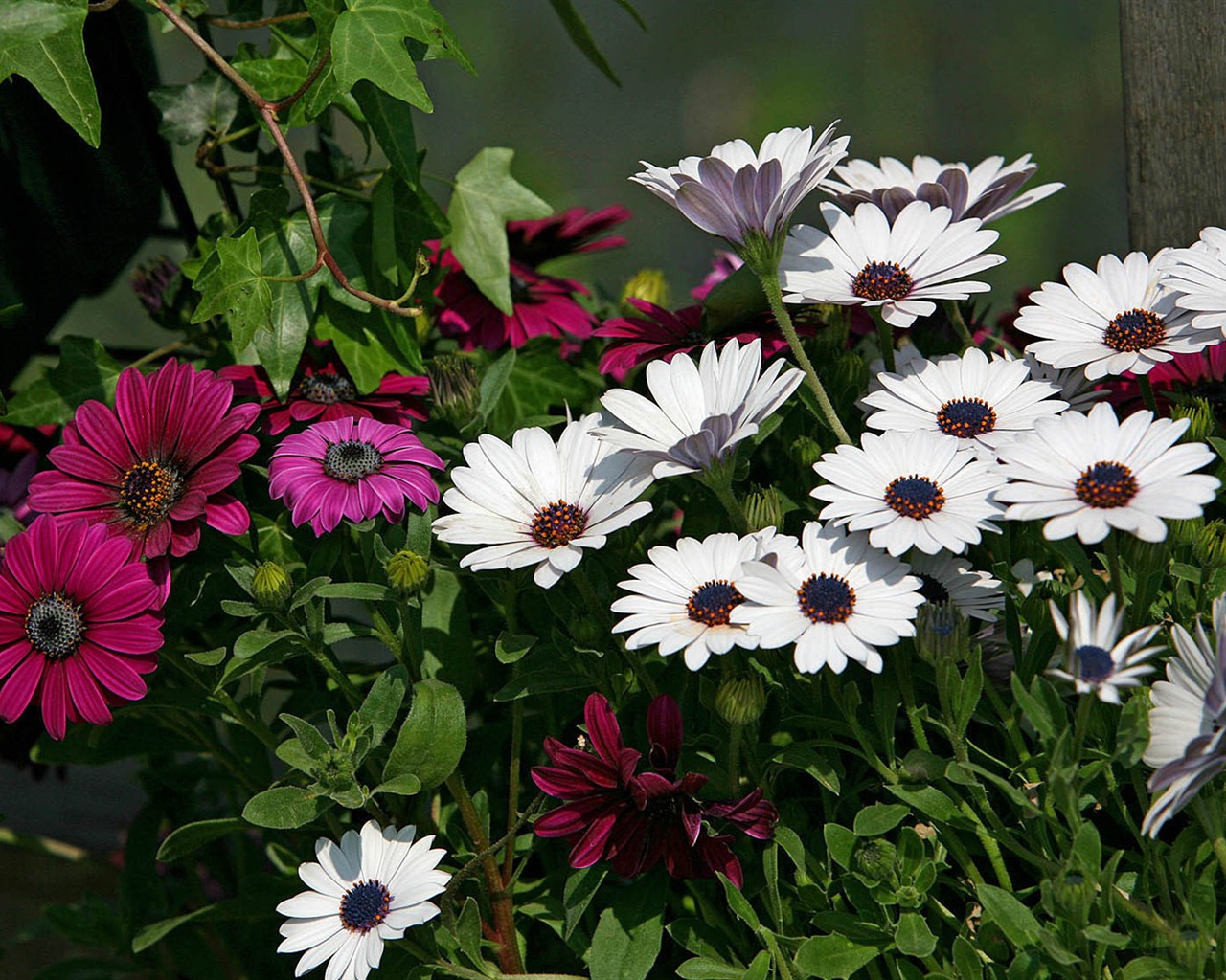 아름다운 꽃 골드 배경 화면 #5 - 1280x1024