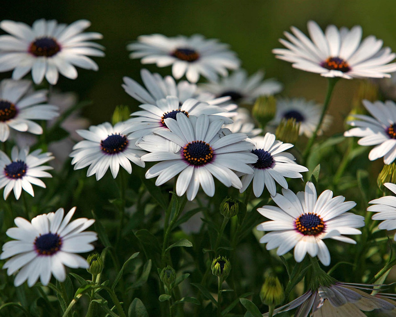 Hermosas flores de caléndula fondos de pantalla #6 - 1280x1024