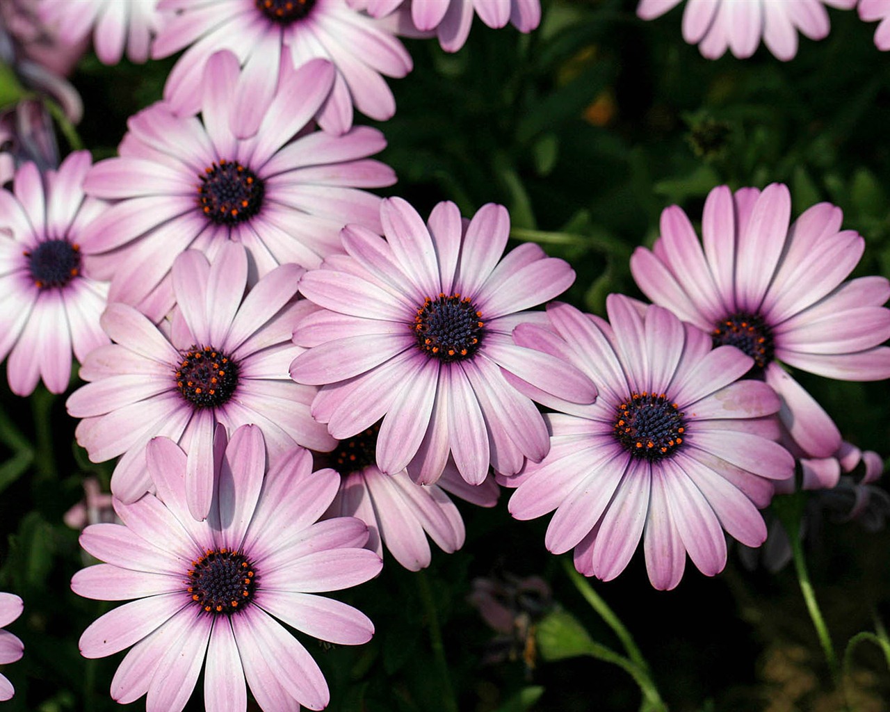 Hermosas flores de caléndula fondos de pantalla #7 - 1280x1024