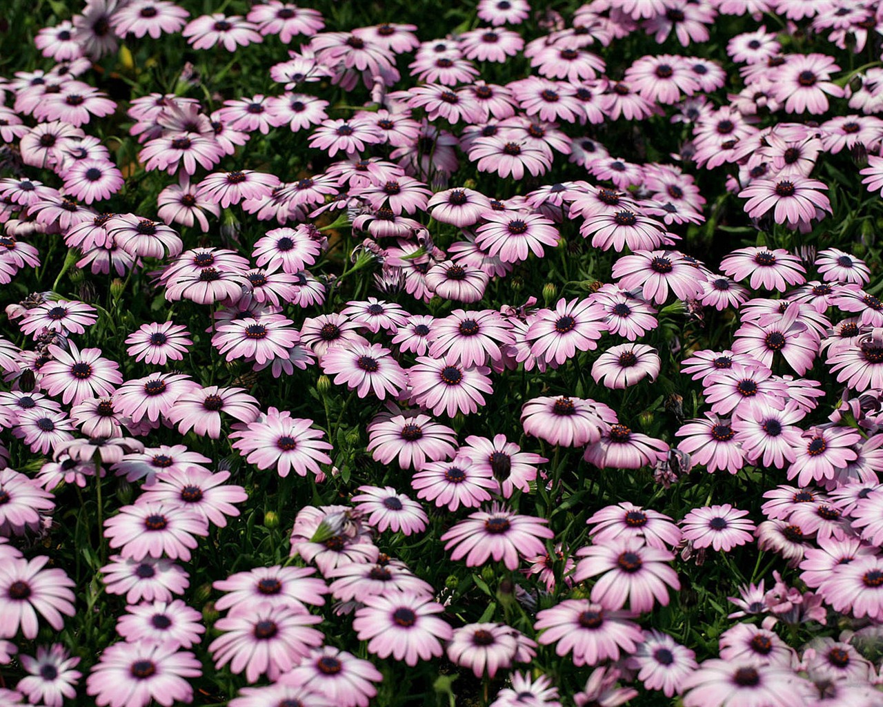 Hermosas flores de caléndula fondos de pantalla #8 - 1280x1024