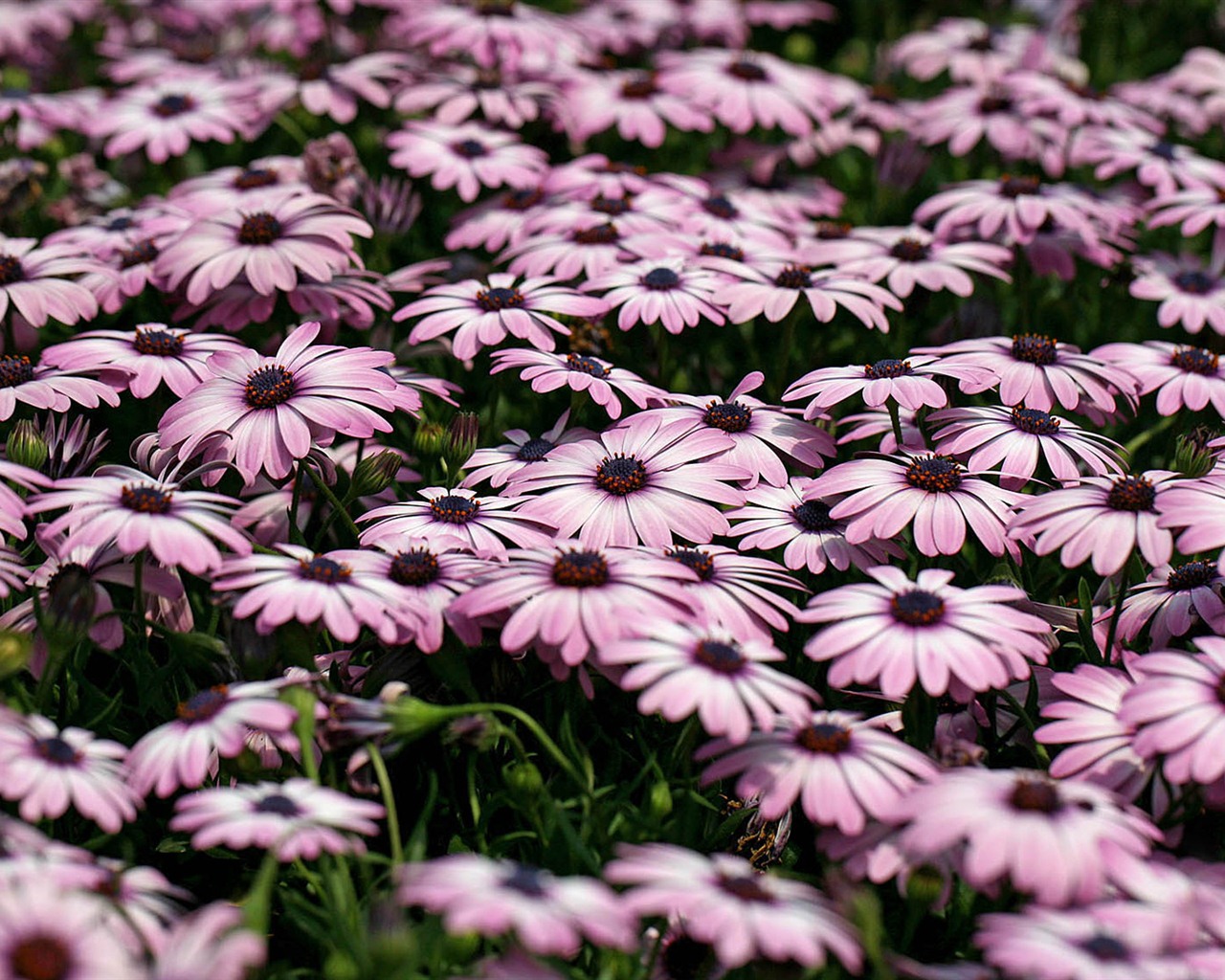 Hermosas flores de caléndula fondos de pantalla #9 - 1280x1024