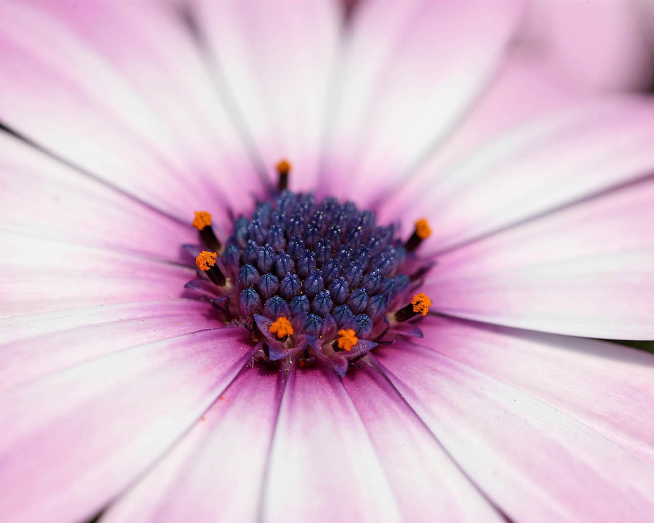 Hermosas flores de caléndula fondos de pantalla #10 - 1280x1024