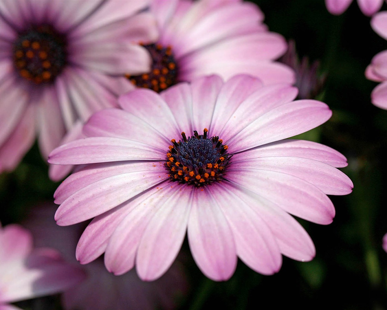 Hermosas flores de caléndula fondos de pantalla #11 - 1280x1024
