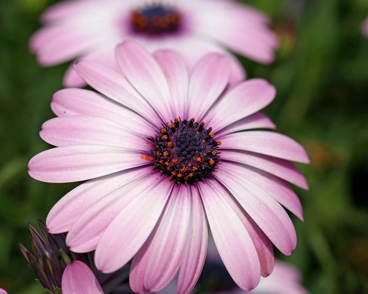 Hermosas flores de caléndula fondos de pantalla #12 - 1280x1024