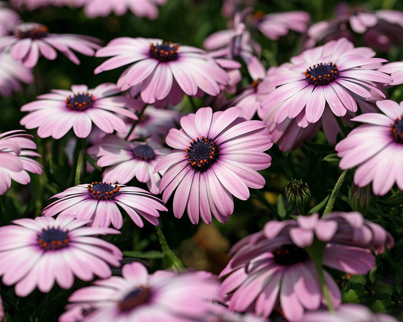 Hermosas flores de caléndula fondos de pantalla #13 - 1280x1024