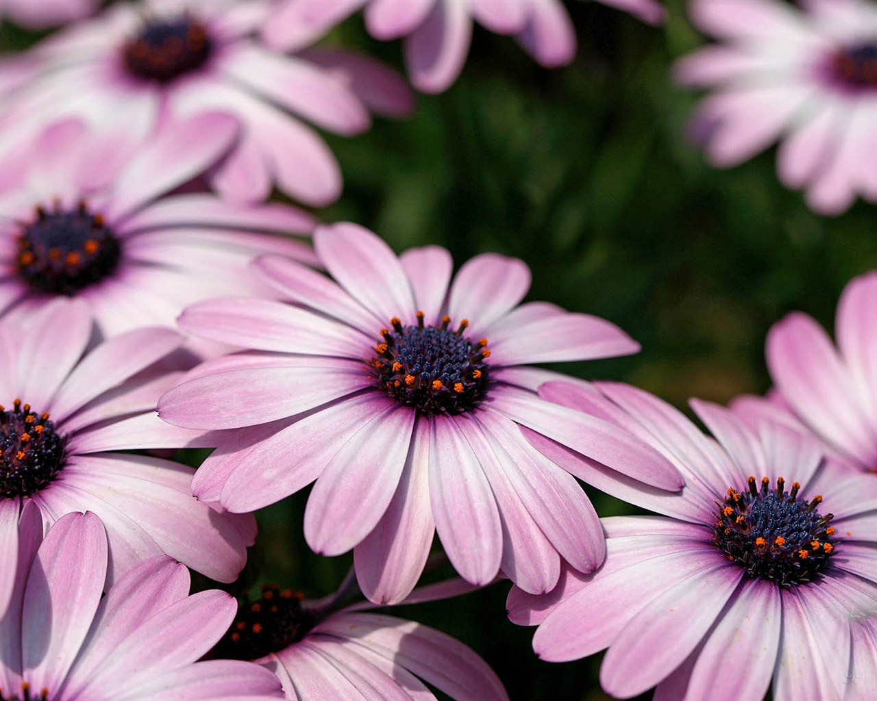 Hermosas flores de caléndula fondos de pantalla #14 - 1280x1024