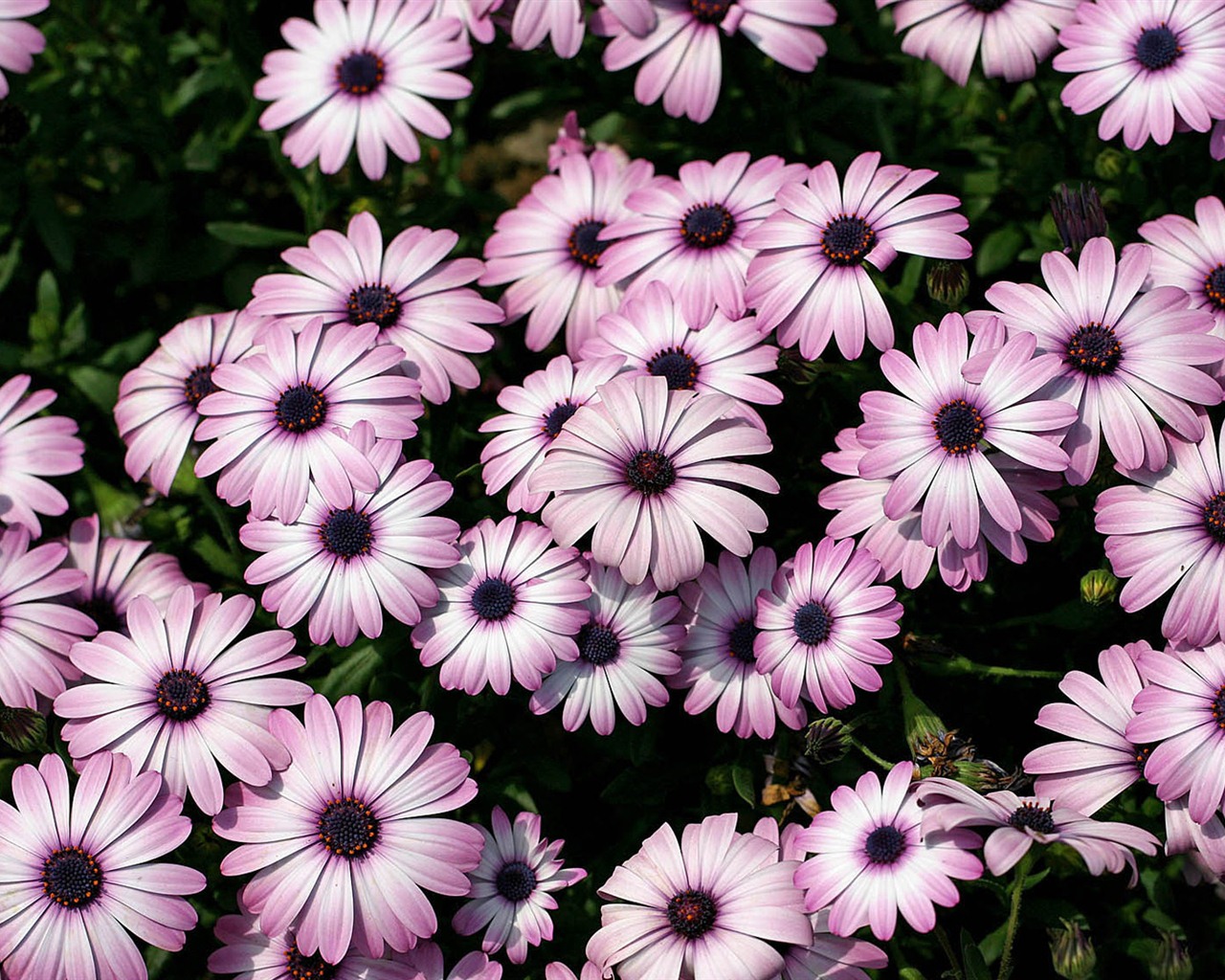 Hermosas flores de caléndula fondos de pantalla #18 - 1280x1024