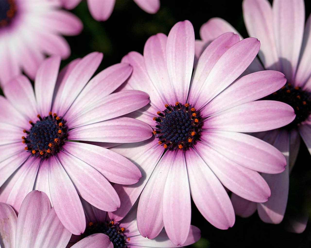 Hermosas flores de caléndula fondos de pantalla #19 - 1280x1024