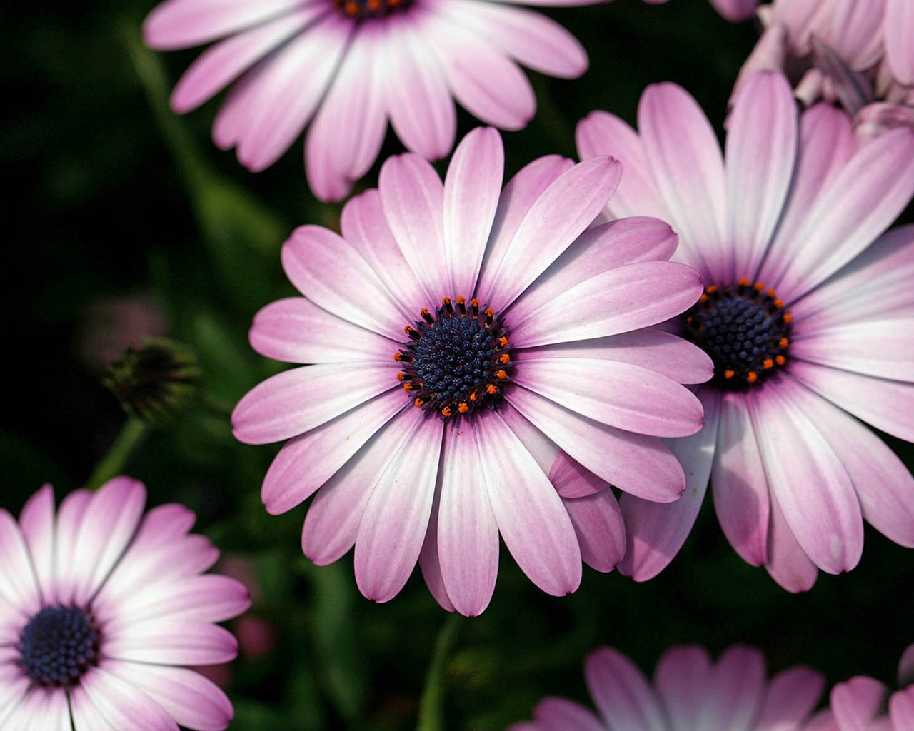 Hermosas flores de caléndula fondos de pantalla #20 - 1280x1024