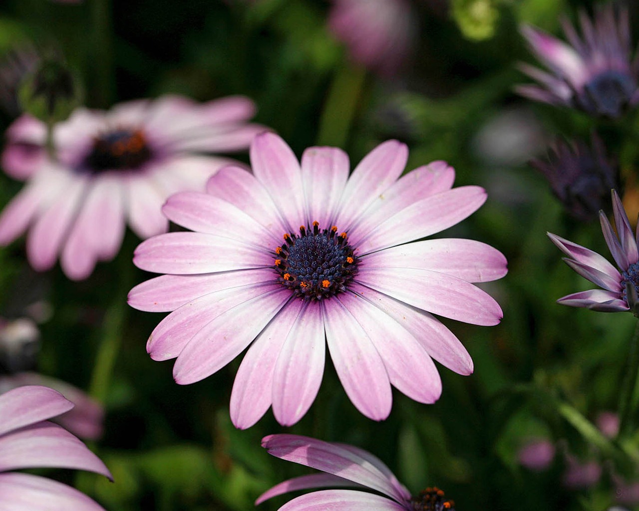 Hermosas flores de caléndula fondos de pantalla #21 - 1280x1024