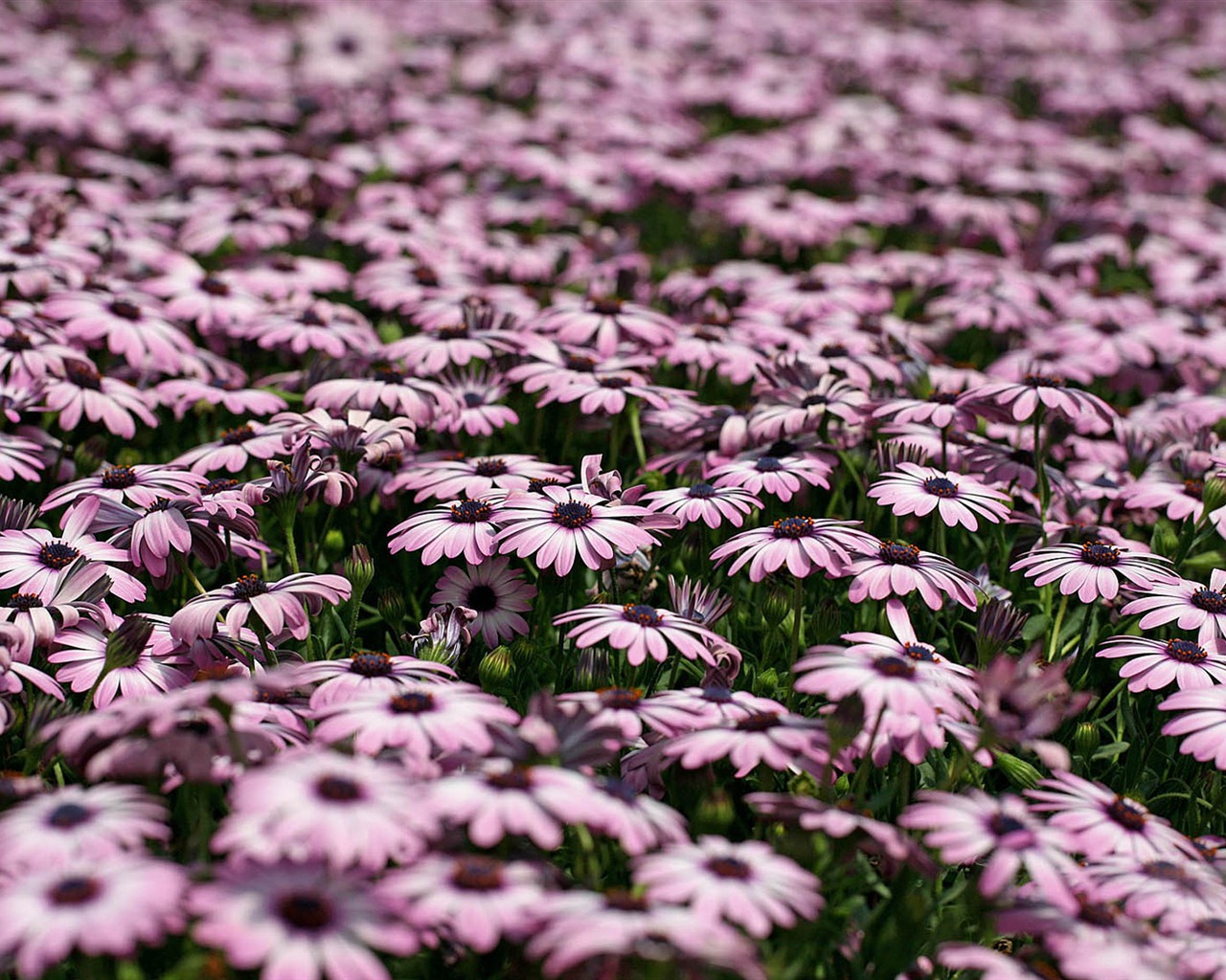 Hermosas flores de caléndula fondos de pantalla #23 - 1280x1024